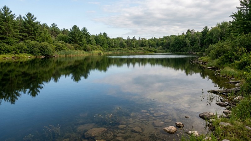 la superficie tranquila de un lago natural de agua clara rodeado de vegetación verde, con reflejos suaves y ninguna alteración