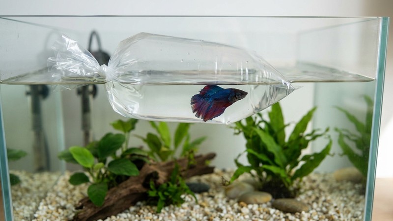 una bolsa transparente cerrada con un pez de colores flotando quieta sobre la superficie del agua de un acuario limpio