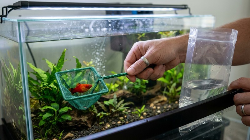 una mano sacando con cuidado un pez de colores usando una pequeña red de acuario, con una bolsa transparente a un lado sobre el borde del acuario