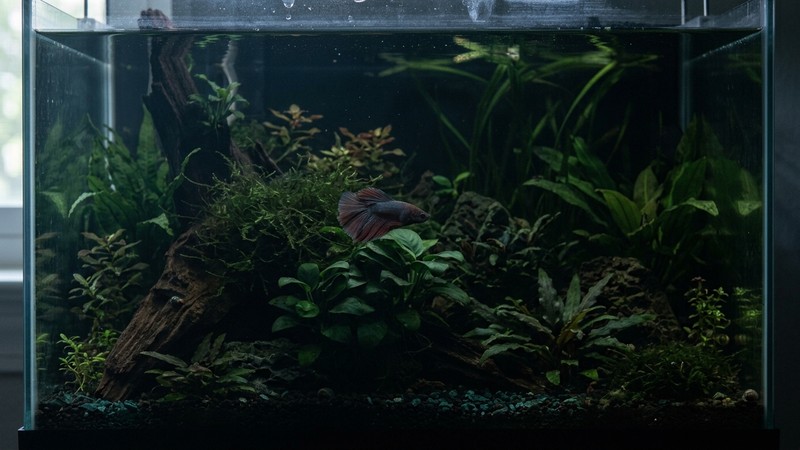 un acuario plantado con las luces apagadas y un ambiente tenue, con un pez nuevo explorando con calma entre las plantas verdes