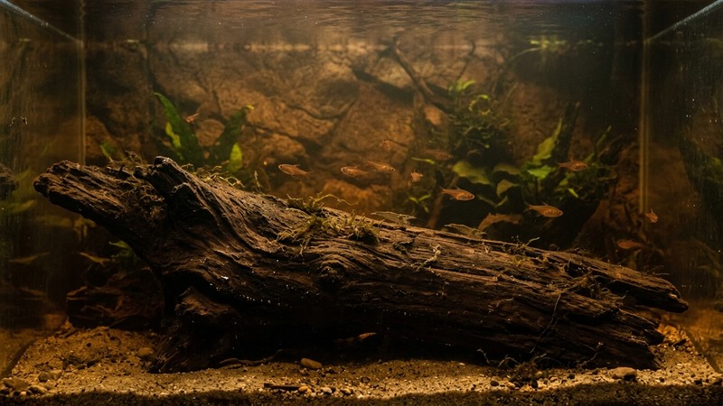 un gran tronco de madera oscura sumergido en un acuario, con el agua a su alrededor tiñéndose de un tono marrón cálido por los taninos que libera, fondo de arena y penumbra suave