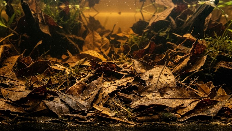 un primer plano del fondo de un acuario cubierto por una capa de hojarasca marrón y hojas secas descompuestas, el agua ligeramente ambarina por encima, aspecto natural de río de selva