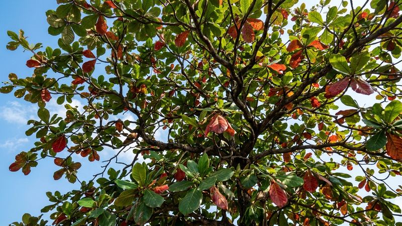 la copa y las hojas de un árbol tropical de almendro indio terminalia catappa al aire libre, hojas grandes verdes y algunas rojizas, cielo despejado de fondo