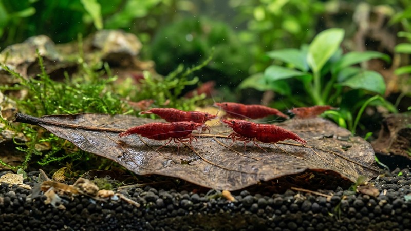 varias gambas de acuario de color rojo intenso posadas sobre una hoja de almendro indio reblandecida y sumergida en el fondo del acuario, primer plano nítido y detallado