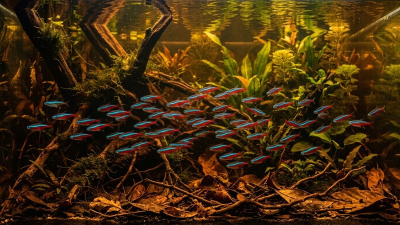 un cardumen de tetras cardenales de vivos colores azul y rojo nadando en un biotopo amazónico plantado, con troncos y hojarasca, agua de tono té suave