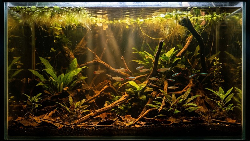 un acuario de aguas negras con la luz entrando muy tamizada y filtrada por el color del agua y por plantas de superficie, haces de luz suaves cruzando el agua ambarina