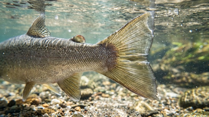 un primer plano de la cola y las aletas intactas y elegantes de un pez vigoroso en agua transparente