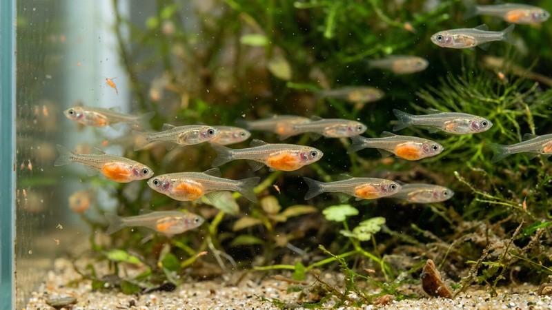 un primer plano de alevines de pez con la barriga naranja tras comer artemia