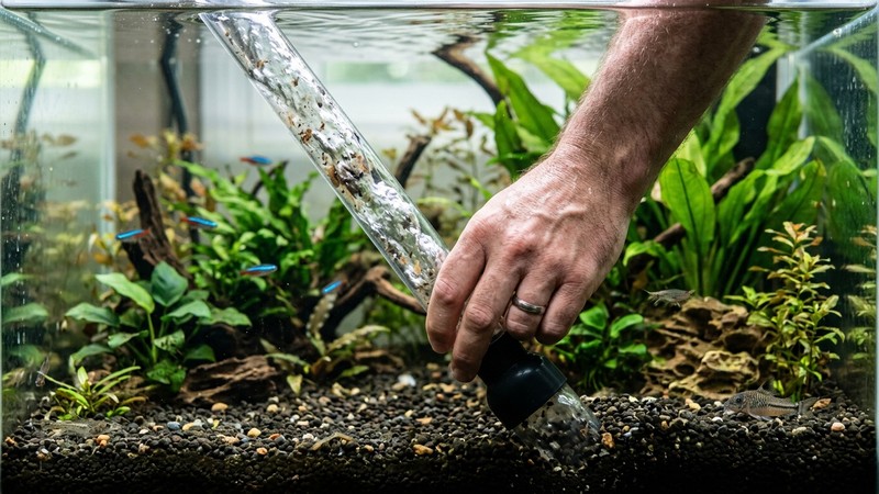 una mano sifonando el fondo de un acuario durante un cambio de agua
