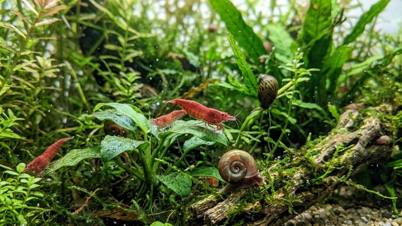 un primer plano de gambas y caracoles entre plantas de un acuario