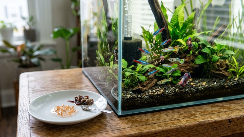 artemia y comida congelada descongelada en un platito junto a un acuario limpio con peces sanos comiendo con apetito