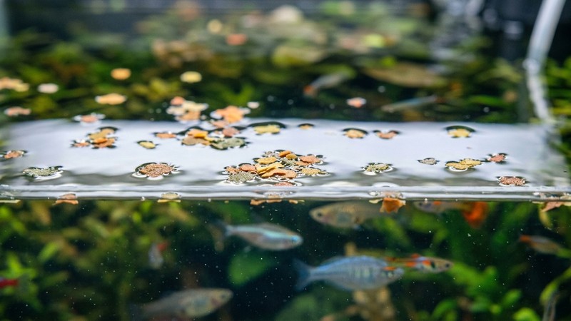 finas escamas de alimento para peces flotando y esparcidas sobre la superficie tranquila de un acuario, vistas muy de cerca, con reflejos suaves del agua y algún pez difuminado al fondo