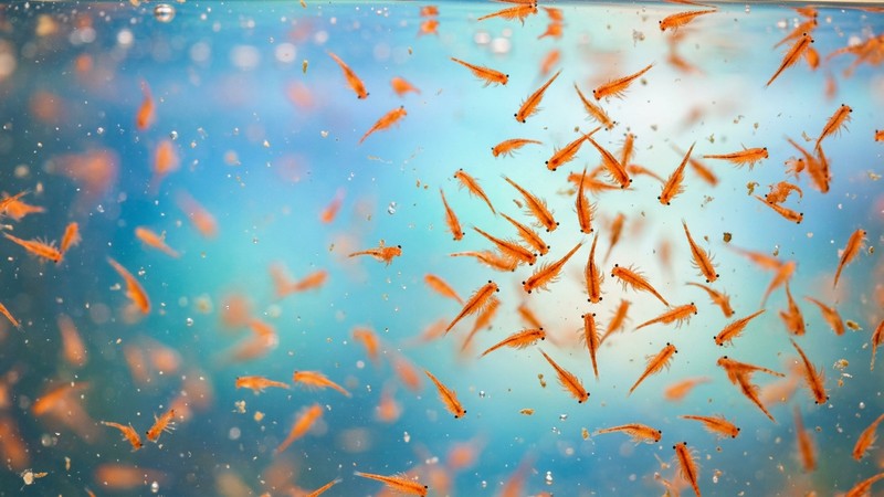 artemia viva, diminutos crustáceos anaranjados nadando suspendidos en agua clara iluminada, primer plano macro que muestra sus siluetas menudas contra un fondo azul suave