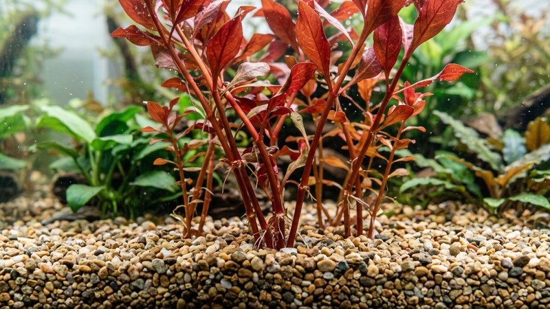 la base de unos tallos de planta roja de acuario clavados en un sustrato de grava limpia, con el agua transparente