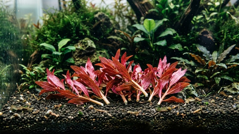 varias puntas cortadas de planta de tallo roja en reposo sobre el sustrato de un acuario, listas para replantar, sin manos ni herramientas