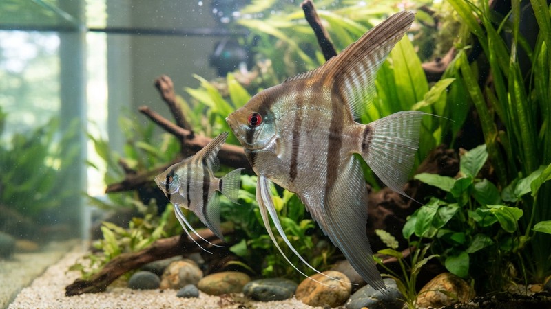 un pez ángel altum enorme mostrando su gran altura de aleta a aleta junto a un escalar común más pequeño para comparar tamaño en un acuario limpio