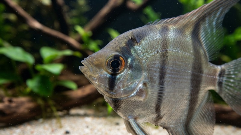 la cabeza de un pez ángel altum de perfil mostrando la muesca marcada sobre el ojo en la frente, primer plano nítido en agua cristalina