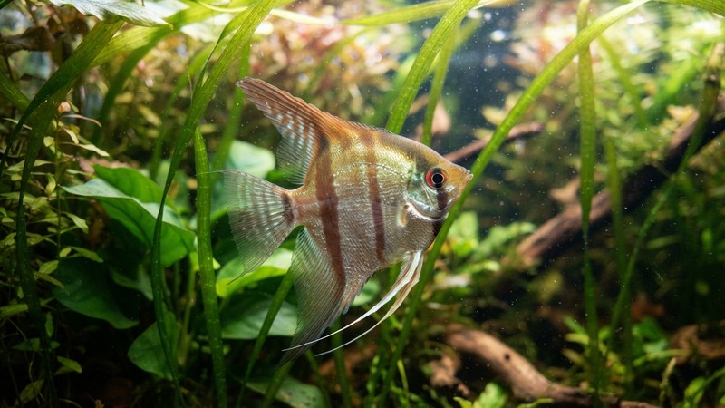 un pez ángel altum plateado dorado con bandas verticales de tono marrón rojizo resaltando sobre el reflejo metálico del cuerpo, entre plantas altas