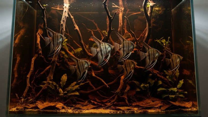 un grupo de peces ángel altum salvajes nadando juntos con calma en un acuario alto de agua ambarina con troncos altos