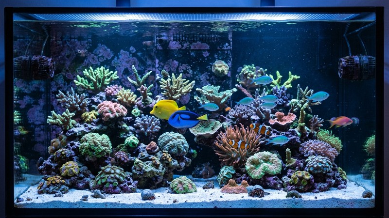 un acuario de arrecife visto de frente bajo una iluminación LED azul de arrecife realista, con corales que brillan suavemente y agua limpia, ambiente sereno