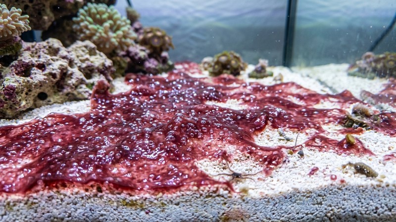 una película rojiza y púrpura de cianobacteria extendida sobre la arena de un acuario marino, con textura viscosa y pequeñas burbujas de oxígeno atrapadas