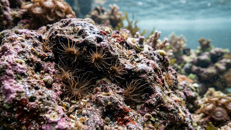 pequeñas aiptasias marrones, anémonas plaga de tentáculos finos, asomando entre las grietas de una roca viva de arrecife