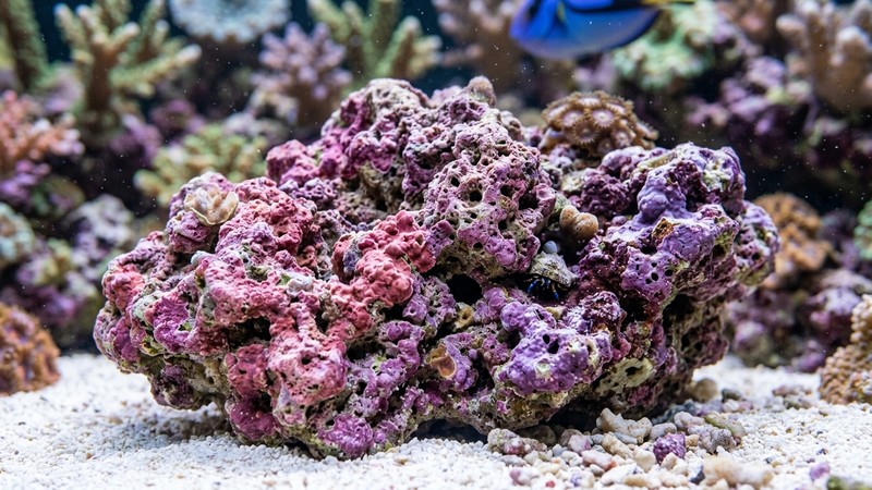 un primer plano de roca viva sana cubierta de coralina rosada y morada, con textura porosa y agua cristalina alrededor