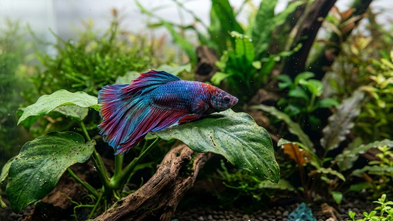 un betta de colores vivos descansando tranquilo sobre una hoja ancha de anubias en un acuario plantado