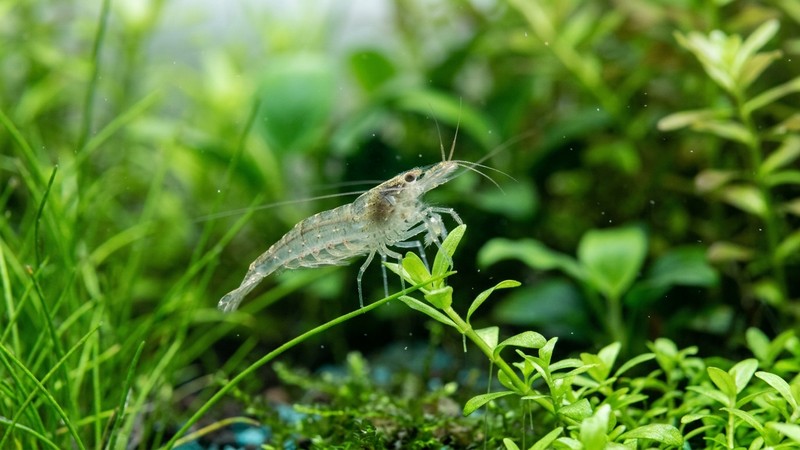 una gamba japónica traslúcida posada sobre la punta tierna de una hoja de acuario, en actitud de peinar el brote, plantas verdes al fondo, agua limpia