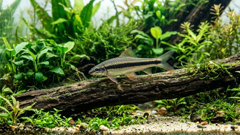 un comealgas siamés esbelto recorriendo un tronco de un acuario plantado, cuerpo estilizado con banda oscura, plantas verdes de fondo, agua transparente