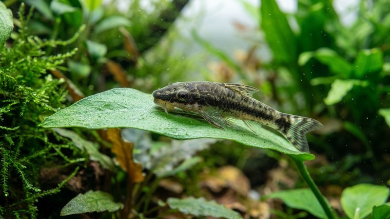 un otocinclo pegado con su boca de ventosa a una hoja verde y limpia dentro de un acuario plantado, primer plano nítido del pez, agua cristalina