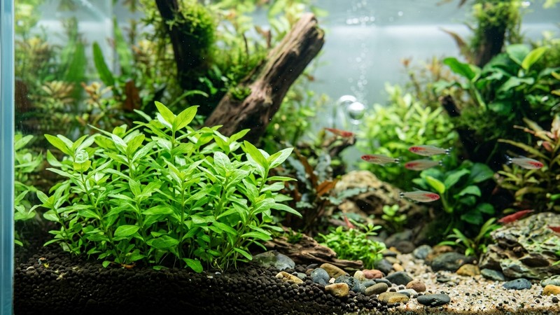 una planta de acuario de hojas nuevas de un verde vivo y brillante, sin rastro de algas, en primer plano dentro de un acuario plantado con agua cristalina