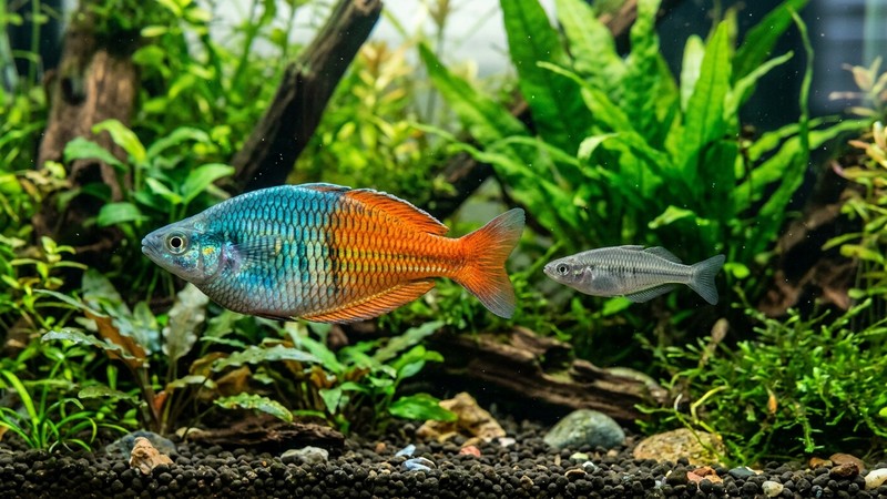 un pequeño pez arcoíris juvenil grisáceo y apagado junto a otro adulto de colores metálicos brillantes en un acuario plantado, mostrando el contraste