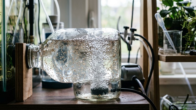 una botella eclosionadora en funcionamiento con una fuerte columna de burbujas ascendentes que mantiene los quistes de artemia en suspensión girando por todo el agua salada