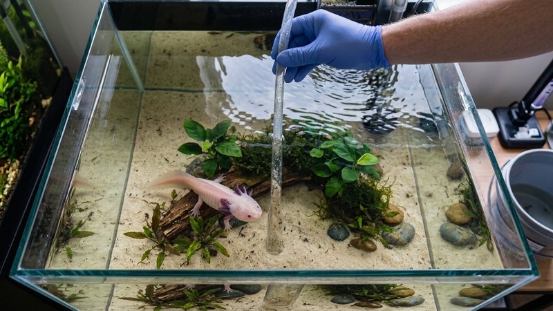 unas manos haciendo un cambio de agua con sifón sobre el fondo de arena fina de un acuario de ajolote limpio