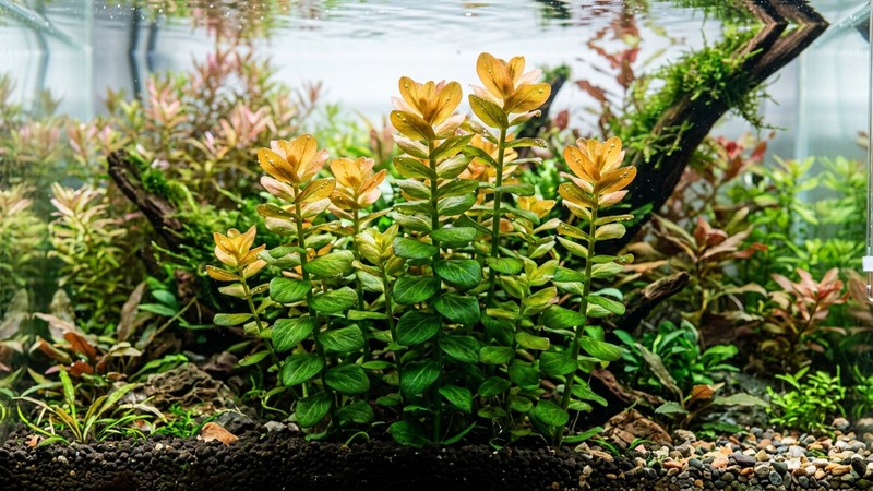 una Bacopa caroliniana con las puntas de tono cobrizo dorado y anaranjado bajo buena iluminación, contrastando con el verde de las hojas de abajo, en un acuario plantado
