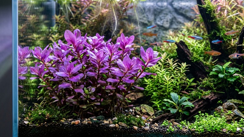 una Bacopa Colorata salzmannii de tonos morados y violetas intensos bajo luz potente, hojas ovaladas coloridas dentro de un acuario plantado de agua cristalina