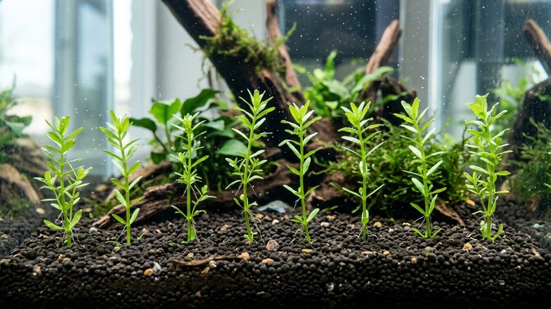 varios tallos de Bacopa recién plantados y bien separados en el sustrato oscuro de un acuario limpio, con espacio entre cada tallo