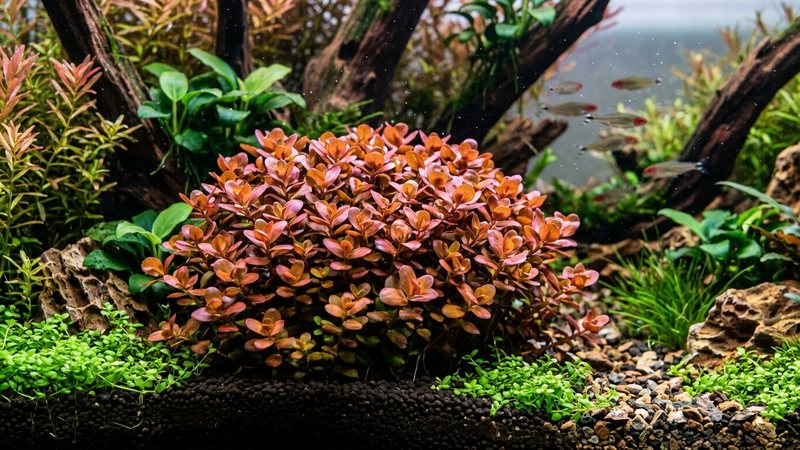 una Bacopa muy compacta con entrenudos cortos y hojas apiñadas de tonos cobrizos y violetas bajo luz intensa, dentro de un acuario plantado