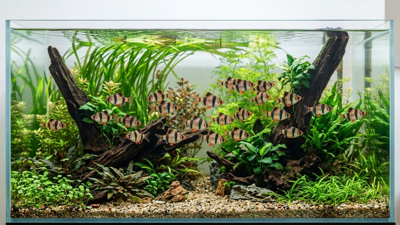 un acuario amplio y plantado con un cardumen de barbos tigre nadando de un lado a otro con soltura