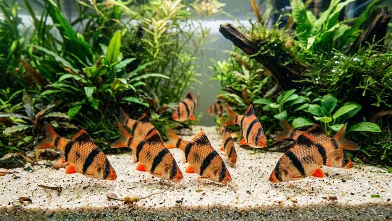 varios barbos tigre buscando comida cerca del fondo de arena clara de un acuario plantado