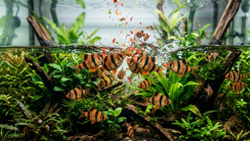barbos tigre naranjas y activos lanzándose a por escamas de comida que caen sobre la superficie de un acuario plantado