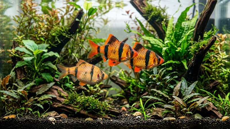 un barbo tigre macho de colores muy intensos con las bandas marcadas y las aletas naranjas junto a una hembra de vientre redondeado en un acuario plantado