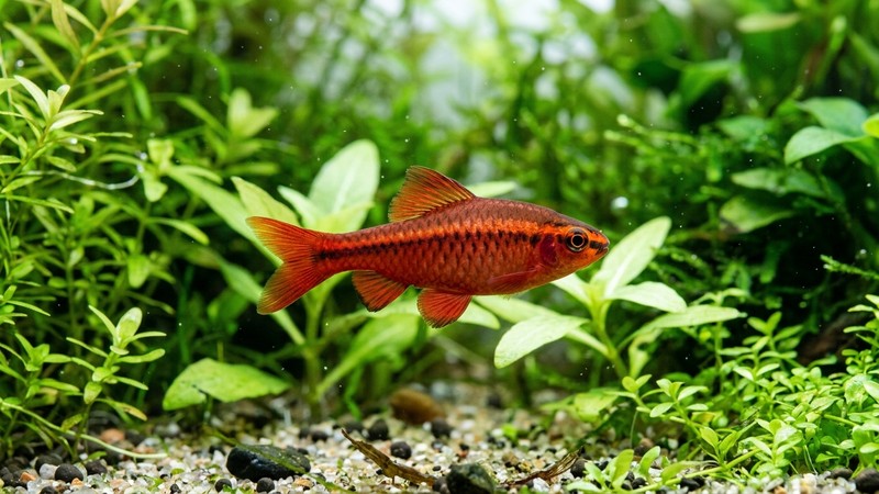 un barbo cereza pequeño de perfil mostrando su cuerpo alargado y comprimido, nadando activo cerca de plantas verdes en agua cristalina