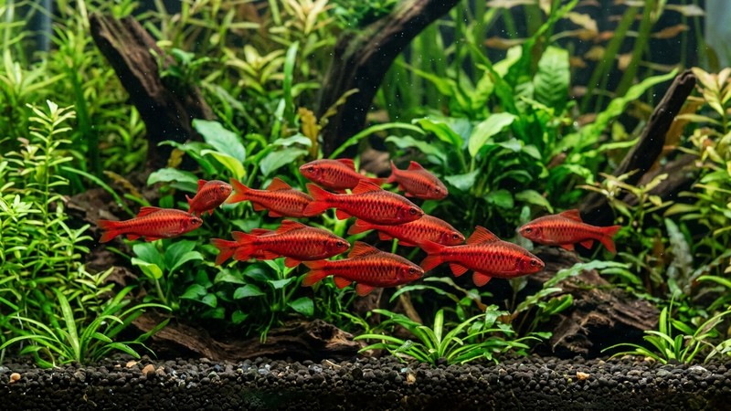 varios machos de barbo cereza de color rojo encendido nadando juntos en cardumen entre plantas verdes, exhibiendo su mejor coloración