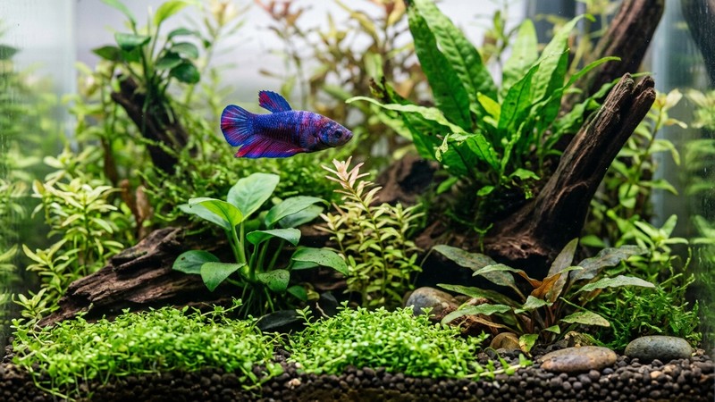 una hembra betta sana y vigorosa con colores vivos en un acuario plantado y agua cristalina