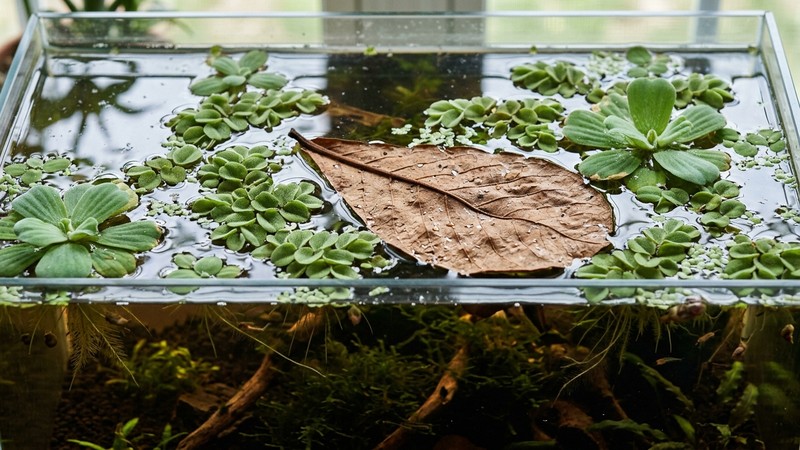 plantas flotantes y una hoja de almendro indio flotando en la superficie de un acuario de cría