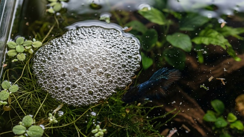 un primer plano de un nido de burbujas denso flotando en la superficie del agua de un acuario