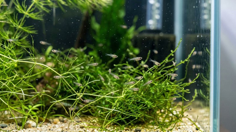 alevines de betta diminutos nadando entre plantas finas en un acuario de cría limpio