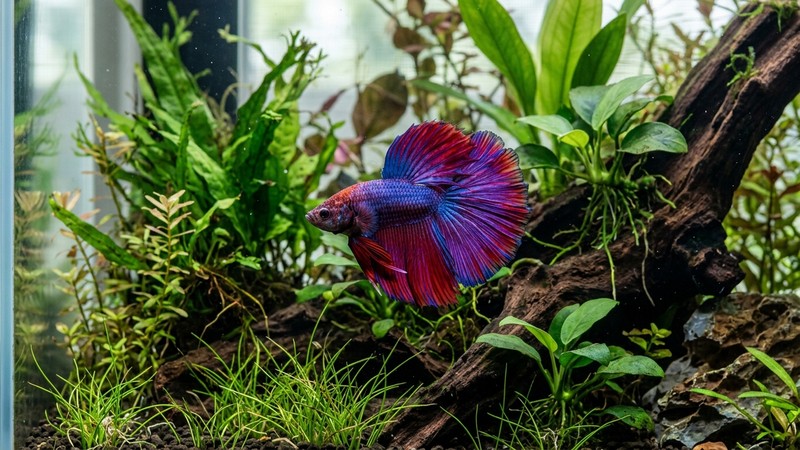 un betta macho solo en su acuario plantado, en actitud tranquila y territorial